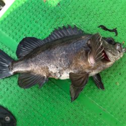 メバルサビキ  丸松乗合船