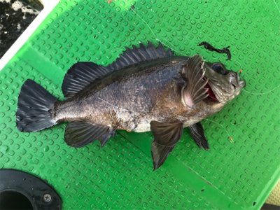 メバルサビキ  丸松乗合船