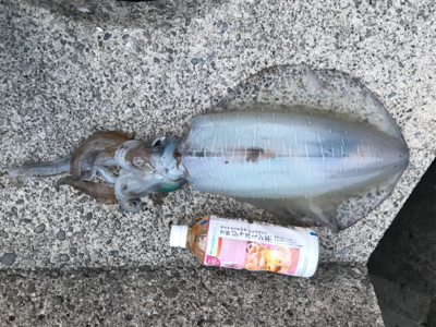 アオリイカ３杯