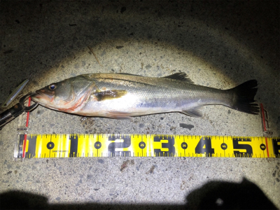 四日市シーバス