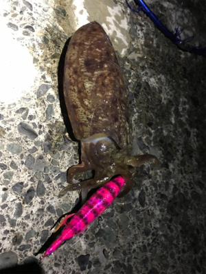 コウイカシーズン到来！！