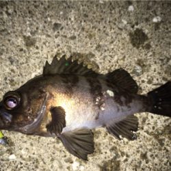 メバリング調査に行ってきました