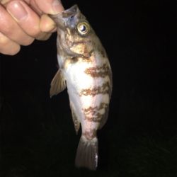 アジをもとめて