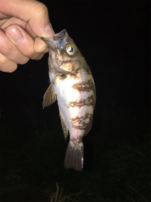 アジをもとめて