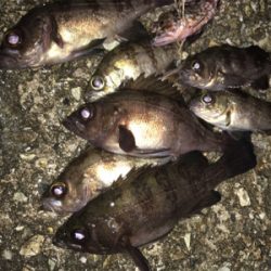 少し上向きメバリング