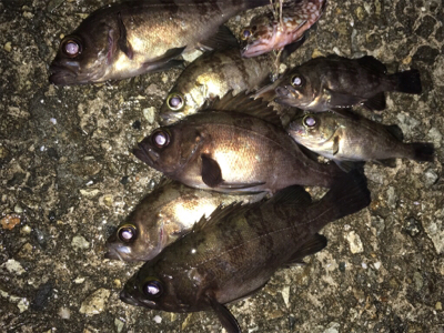 少し上向きメバリング