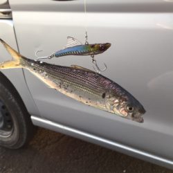 んー、このまま泳がせようか…