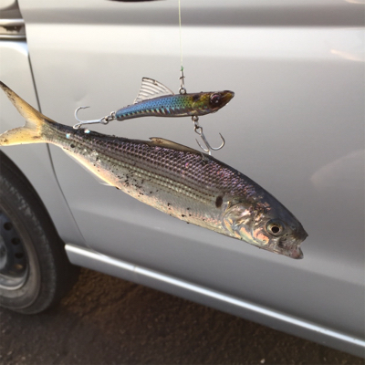 んー、このまま泳がせようか...