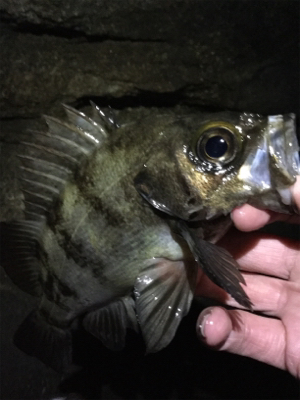 お散歩フィシング