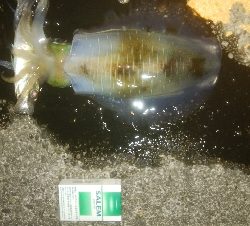 サイズダウン(￣0￣)