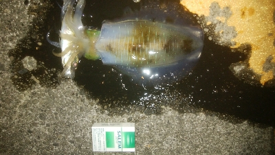 サイズダウン(￣0￣)