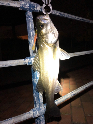 ワームでガツンッと54cmシーバス