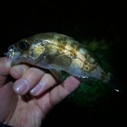 濁りひどく、メバルは渋め