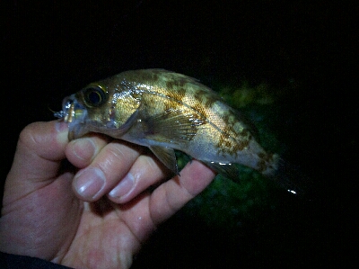 濁りひどく、メバルは渋め