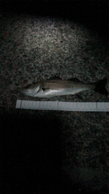 シーバスをエサ釣りで釣ろう！