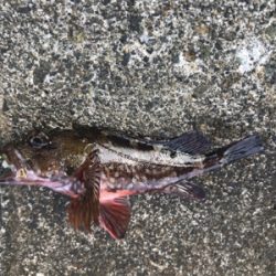 久々のカサゴ来ました！