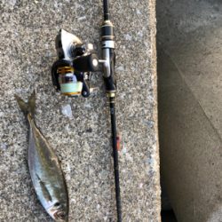 初めての朝釣行