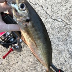 めゔぁる は ゐずこへ(釣行其の拾五)