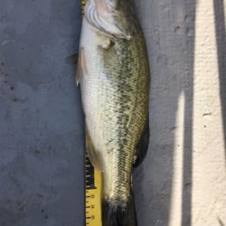 桜花トップウォーター