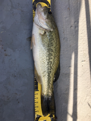 桜花トップウォーター