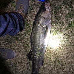 シーバス 73センチ