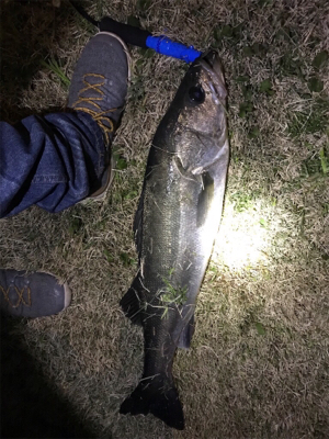 シーバス 73センチ