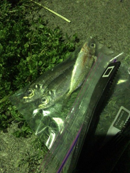 久しぶりのアジ