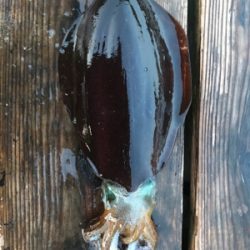 今年初アオリイカ