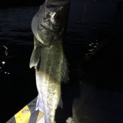 シーバスゲット！