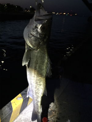 シーバスゲット！