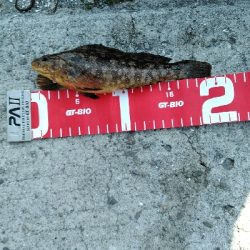 コブダイ釣りにかかったアイナメ