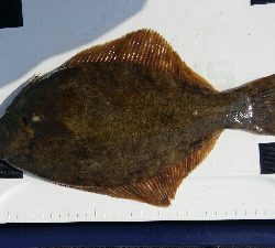 今年最初のカレイ