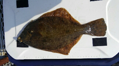 今年最初のカレイ