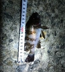 シブシブメバリング