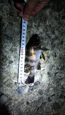 シブシブメバリング