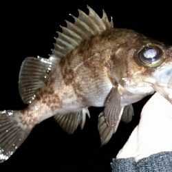 久しぶりの爆風