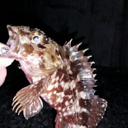 強気にプラッキングが…