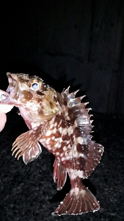 強気にプラッキングが…