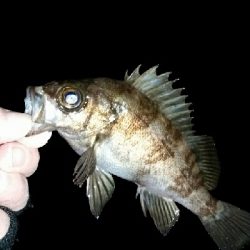 ライズにキャスト