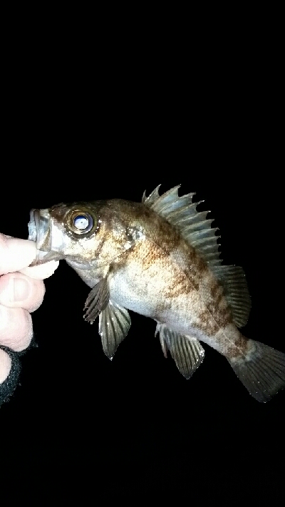 ライズにキャスト