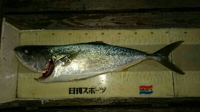 回遊情報を聞き付けて。