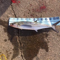 エサ釣りとジギング