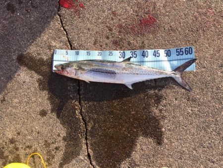 エサ釣りとジギング