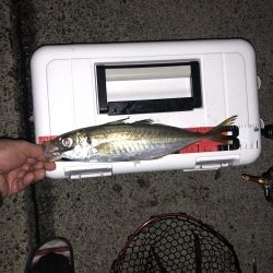 やた！初尺アジ