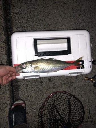 やた！初尺アジ