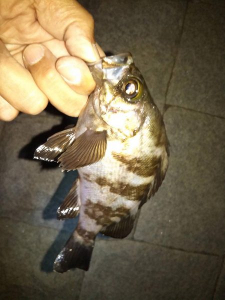 食料調達作戦❗