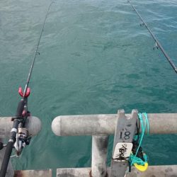 また、イワシとアジだけ…