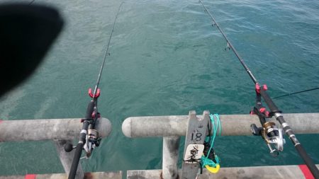 また、イワシとアジだけ…