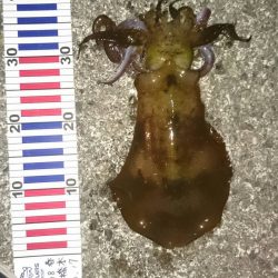 たまたま立ち寄った波止場で！