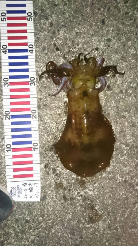 たまたま立ち寄った波止場で！